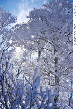 冬季野澤溫泉滑雪場的樹木上覆蓋著霧凇 冬季野澤溫泉滑雪場的樹木上覆蓋著霧凇 137367178