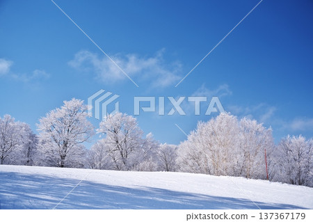 冬季野澤溫泉滑雪場的森林被霜雪覆蓋 137367179