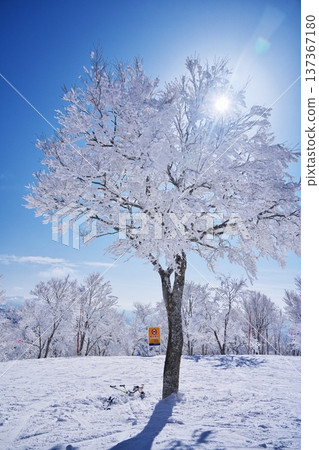 Rime-covered trees at Nozawa Onsen Ski Resort in winter Rime-covered trees at Nozawa Onsen Ski Resort in winter 137367180