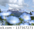 Blue nemophila and Mount Fuji with remaining snow at Yamanakako Flower Park 137367273