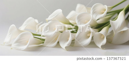 Horizontal Composition of White Calla Lilies Lying Gracefully on White Surface with Selective Focus 137367321