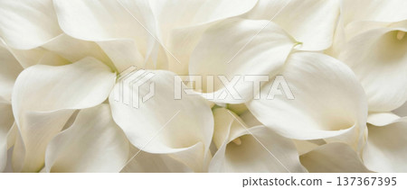 Elegant White Calla Lilies Close Up Background for Wedding and Pure Aesthetic Themes 137367395