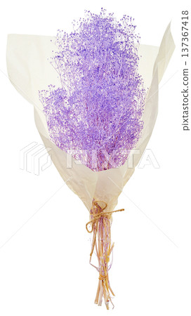 一束用半透明紙包裹的紫色乾燥花，剪裁在白色背景上 137367418
