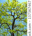 春天新鮮的綠色柿子樹和藍天 137367467