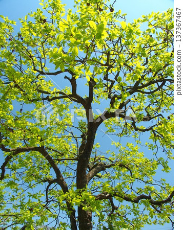 Fresh green persimmon trees and blue sky in spring Fresh green persimmon trees and blue sky in spring 137367467