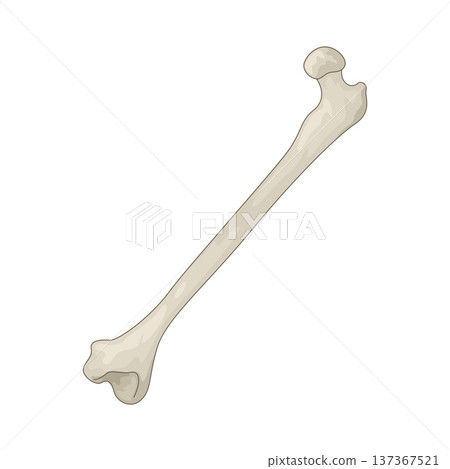 Illustration of Bone Illustration of Bone 137367521