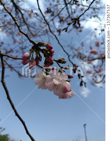 枝條末端的櫻花和花苞 枝條末端的櫻花和花苞 137367537