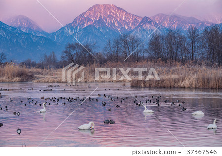 Dawn at the Mihoda Reservoir [Azumino City] 137367546