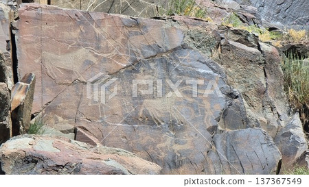 Stone with petroglyphs. Rock with the image of the animals. Stone with petroglyphs. Rock with the image of the animals. 137367549