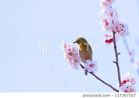 梅羅停在梅樹上 137367587
