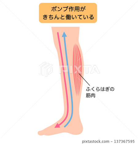 腿部腫脹:水腫的成因 腿部腫脹:水腫的成因 137367595
