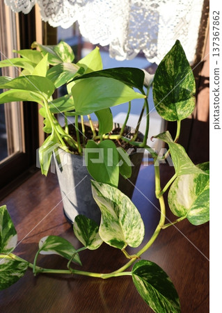 Two types of pothos propagated by cuttings Two types of pothos propagated by cuttings 137367862