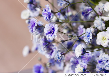 Purple mist flower close up. 137367864