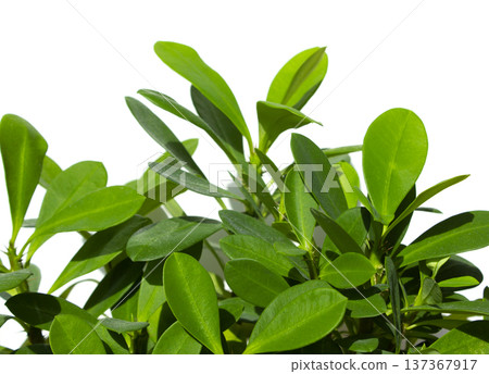 Euphorbia milii on a white background 137367917