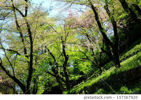 山坡上綠樹成蔭 [相模原市築井，四月] 137367920