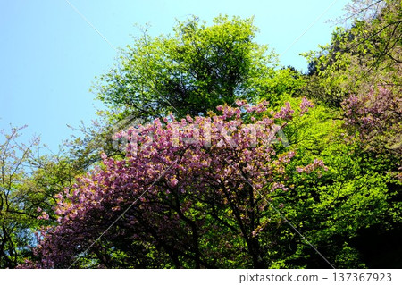 Double cherry blossoms, fresh greenery, and blue skies [Tsukui, Sagamihara City, April] 137367923
