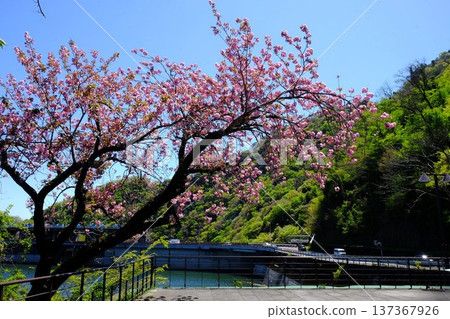 築井湖和城山水壩盛開重瓣櫻花 [築井，相模原市，四月] 137367926
