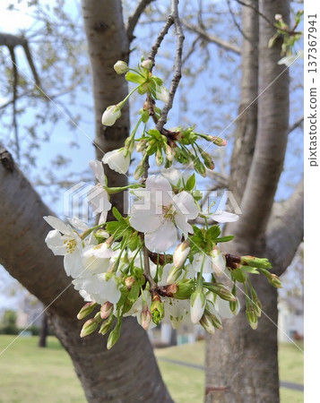 櫻花與花蕾(特寫) 櫻花與花蕾(特寫) 137367941