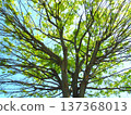 春天，翠綠的櫸樹和蔚藍的天空。 137368013