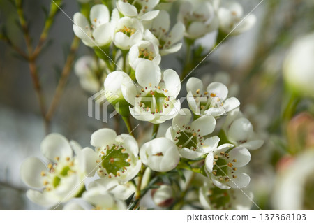 Wax flower with white background and white flowers Wax flower with white background and white flowers 137368103