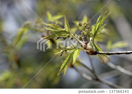 東北地區春季森林中,白蠟樹(Fraxinus lanuginosa)的芽。 東北地區春季森林中,白蠟樹(Fraxinus lanuginosa)的芽。 137368143