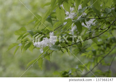 東北森林中藍花梣（Fraxinus lanuginosa）的枝條和白色花朵。 137368147