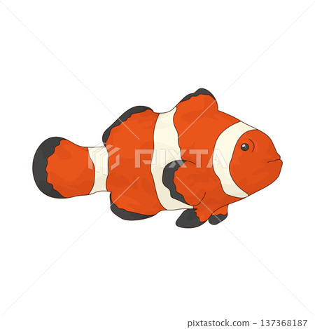 Illustration of Clownfish Illustration of Clownfish 137368187