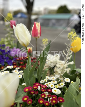 Tulips and daisies decorate the spring flower beds - a refreshing sight of red and white blooming under a blue sky Tulips and daisies decorate the spring flower beds - a refreshing sight of red and white blooming under a blue sky 137368281