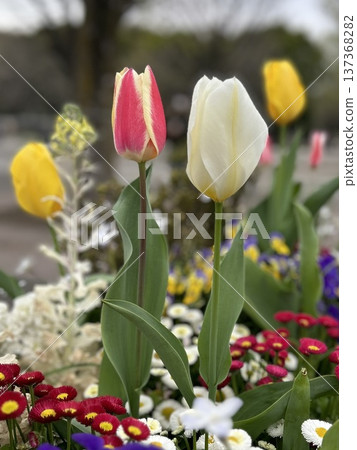 Red and white tulips decorating a spring park - gorgeous flowerbed scenery with copy space Red and white tulips decorating a spring park - gorgeous flowerbed scenery with copy space 137368282