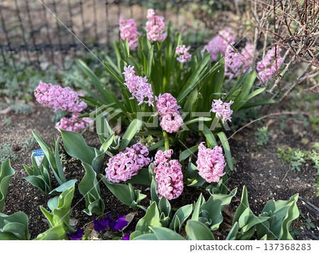 Pink hyacinths blooming in the spring garden, gorgeous flowerbeds and fresh early spring scenery Pink hyacinths blooming in the spring garden, gorgeous flowerbeds and fresh early spring scenery 137368283