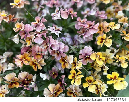 Full-flower background of blooming pansies and violas perfect for texture designs and banners 137368284