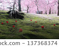 Weeping plum blossoms and fallen camellias at Jonangu Shrine 137368374