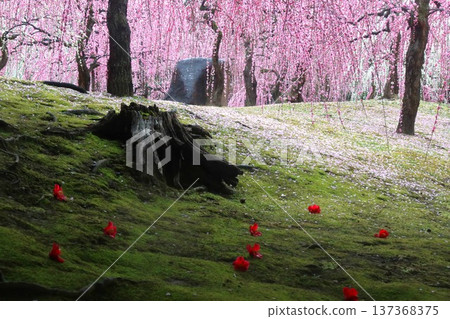 Weeping plum blossoms and fallen camellias at Jonangu Shrine 137368375