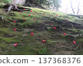 Weeping plum blossoms and fallen camellias at Jonangu Shrine 137368376