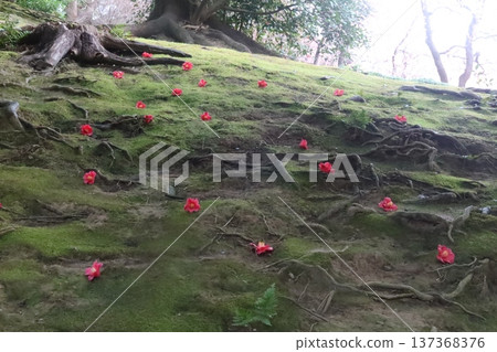 Weeping plum blossoms and fallen camellias at Jonangu Shrine 137368376