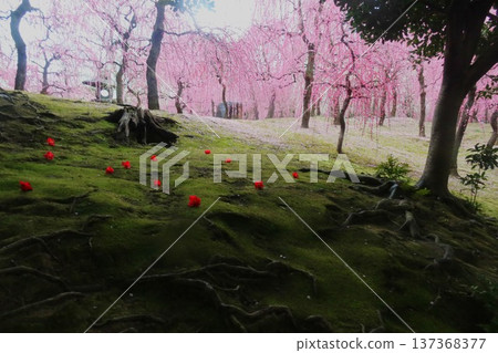 Weeping plum blossoms and fallen camellias at Jonangu Shrine 137368377