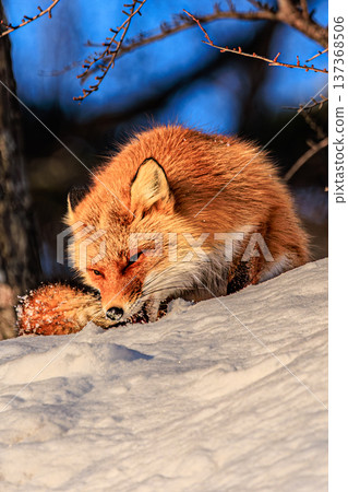 A wild appearance of a red fox eating prey in the winter forest A wild appearance of a red fox eating prey in the winter forest 137368506