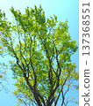 春天，翠綠的橡樹和蔚藍的天空。 137368551
