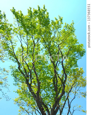 Fresh green oak trees and blue sky in spring Fresh green oak trees and blue sky in spring 137368551