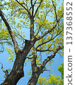 春天，翠綠的橡樹和蔚藍的天空。 137368552