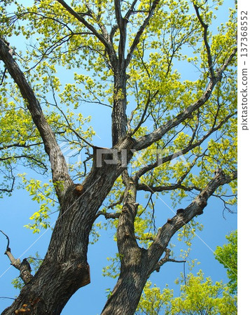 春天，翠綠的橡樹和蔚藍的天空。 137368552