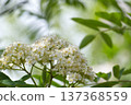 Delicate white rowan tree blossoms cluster together in soft focus with green leaves 137368559