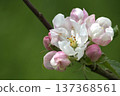Delicate Pink and White Apple Blossom Cluster on Branch in Spring Orchard Close-Up 137368561