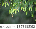 Fresh Spruce Tips With Bright New Growth On Evergreen Branches In Soft Spring Light 137368562