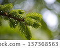 Fresh Evergreen Spruce New Growth Close-Up With Dew Drops On Needles In Soft Bokeh Light 137368563