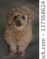 toy poodle  137368624