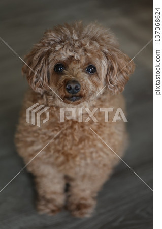 toy poodle  137368624