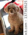 toy poodle  137368625