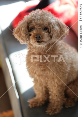 toy poodle  137368625