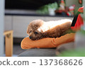 toy poodle  137368626